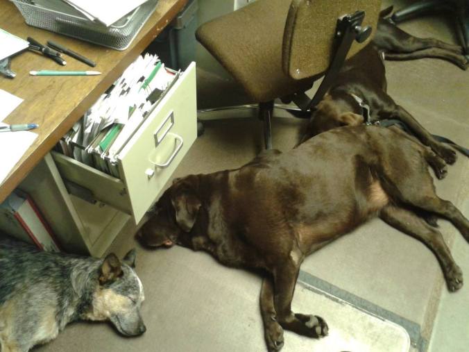 Doggy Pile (Jetty, Izzy, Pete)