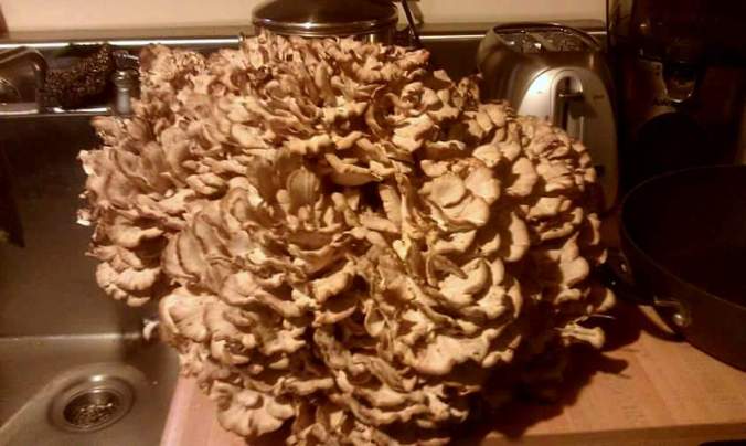 Hen of the woods