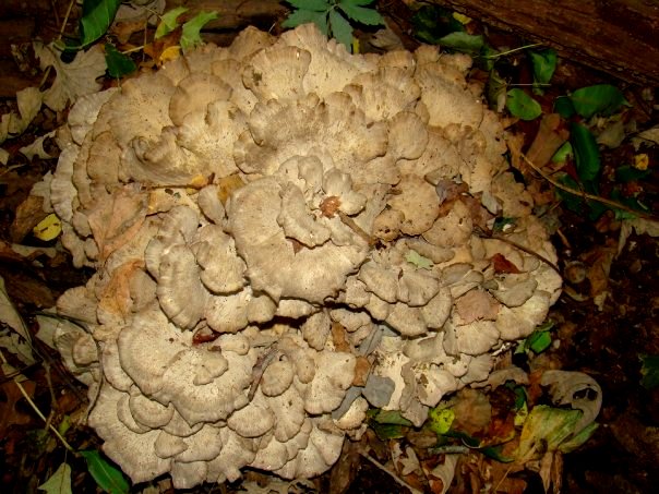 Hen of the woods2